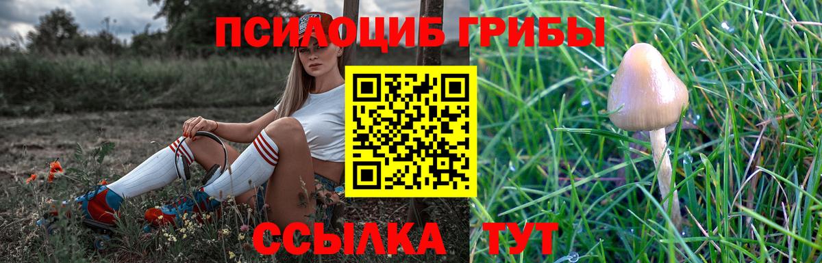Галлюциногенные грибы Psilocybe Берёзовский